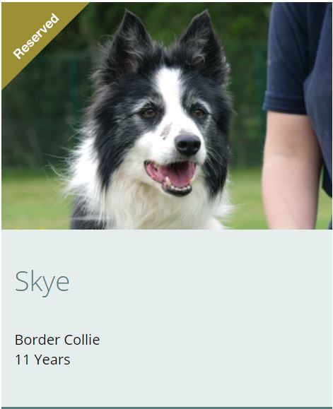 To adopt an 11 year old dog?