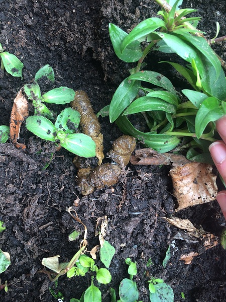 I’ve no idea where my cat poops.