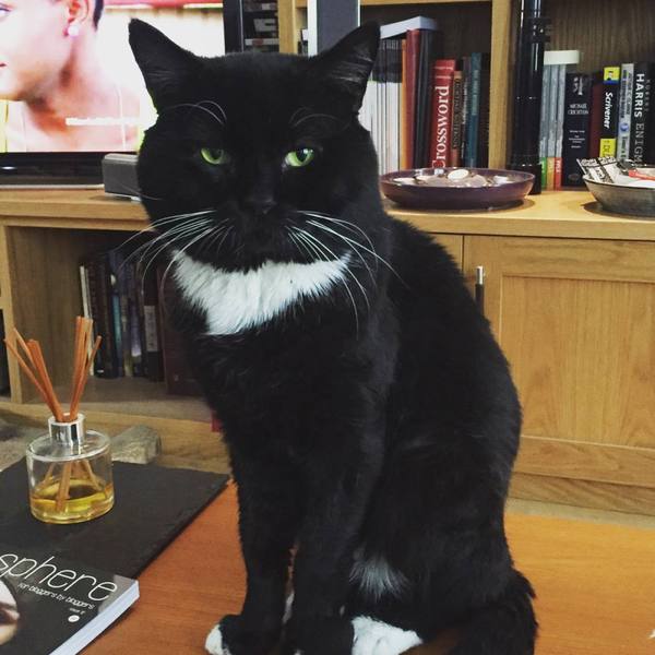 Cat is hungry but won't eat?