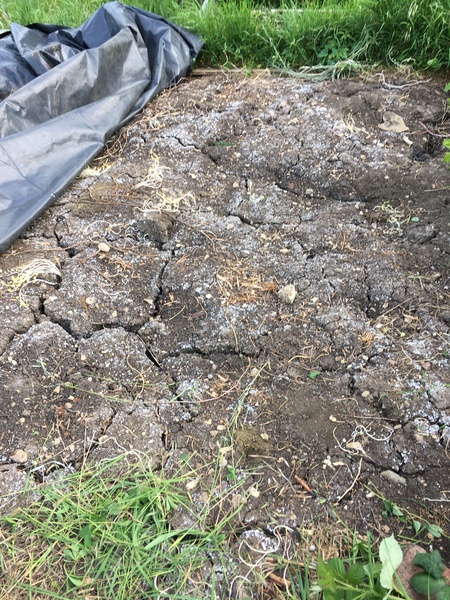 Allotment/Veg Patch Thread 14 ! growing into summer