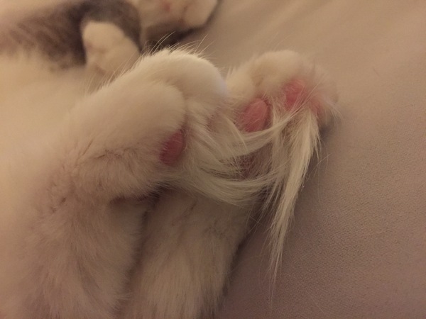 Toe beans