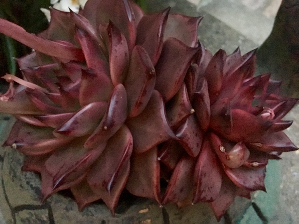 So what is this lovely red succulent (??) in my turtle?