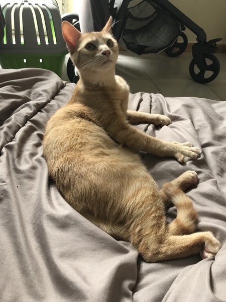Help me name this kitty!
