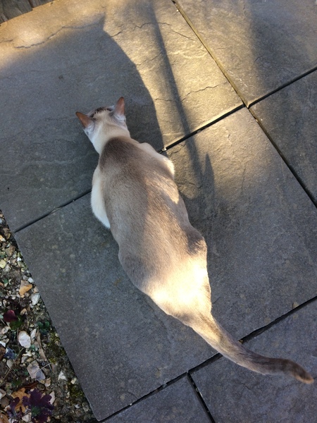 Westminstenders: One Pepperoni Pizza Please. And a Milkshake To Go.