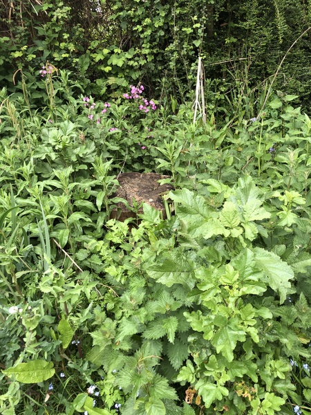 Has anyone planted a wildflower meadow?