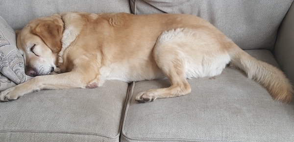 To expect to be able to re-home a rescue dog when I have two children?