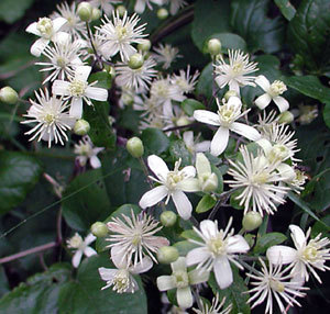 My Clematis isn't flowering yet