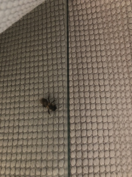 What is this thing that’s just stung me?