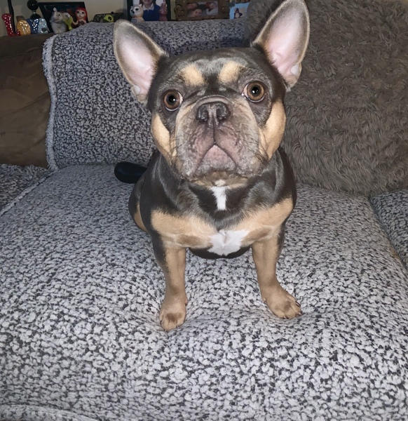 Show me your dogs