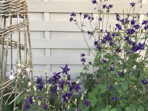 Fence paint for small gardens