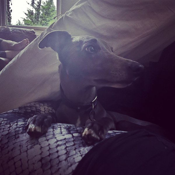 Show me your dogs
