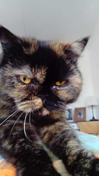 Grumpy cat