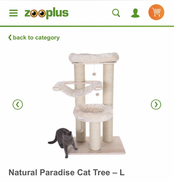 New house cat..advice please!