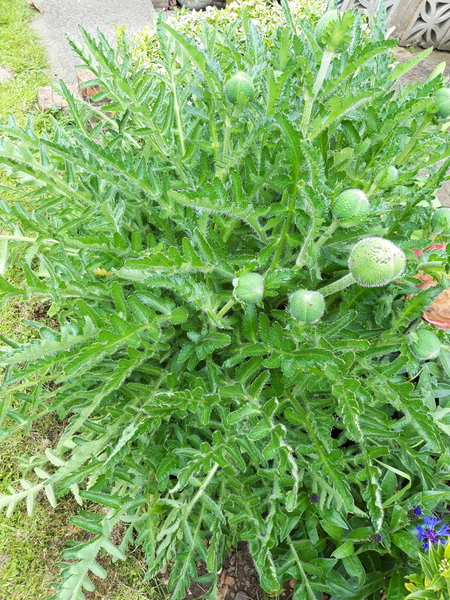 Oriental Poppies