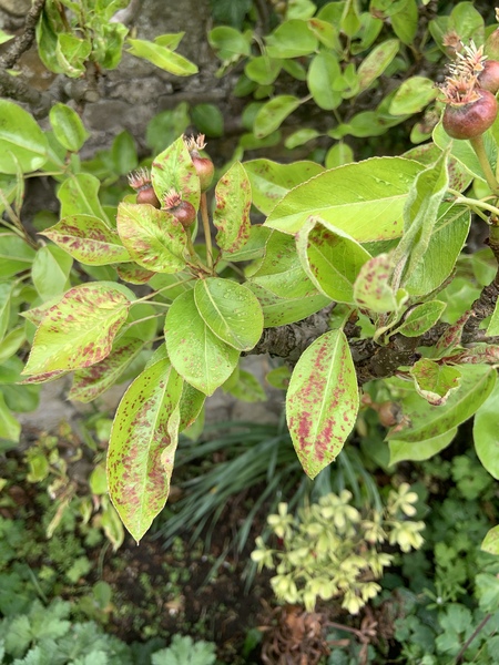 What’s wrong with my pear tree?