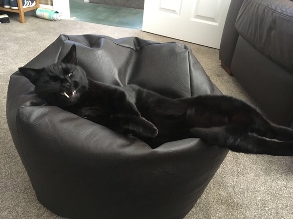 My cat bit me this morning (light hearted)