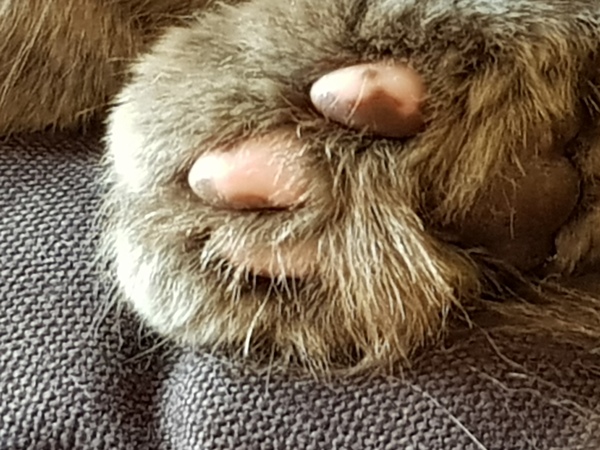 Look at these floofy feet!