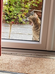 Next door's -thug- cat