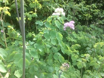 Plant ID please