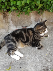 One chubby cat!