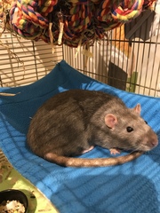 Tell me about having pet rats please.