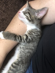 New kittens need feeding 3 x a day