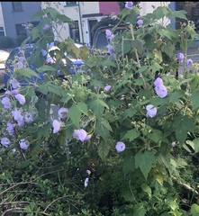 Can anyone help identify this plant please?