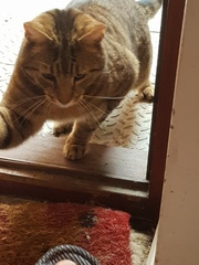 Next door's -thug- cat