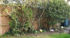 What low maintenance flowers would grow here