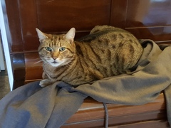 Next door's -thug- cat