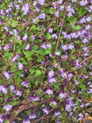 Weed/wildflowers/inherited