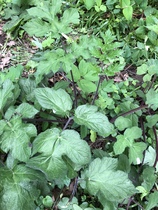Can I have a plant ID please?
