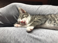 New kittens need feeding 3 x a day