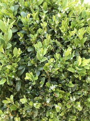 Box hedge woolly aphids?