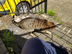 Next door's -thug- cat