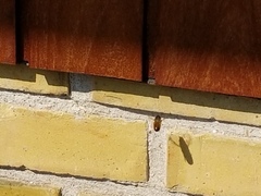 Help! Is this a wasp or bees' nest in our wall
