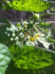 Any Witches Here? Part 8.