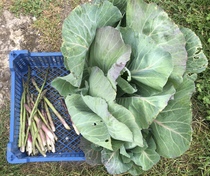 Allotment?Veg Patch Thread 13! Are we weathering the weather?