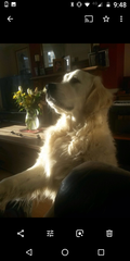 Show me your dogs