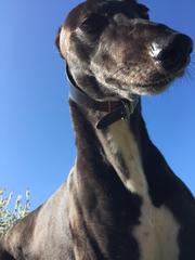 Lurcher- Just the way they are?