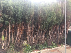 Help with garden. Tree disaster