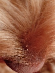 What's this on my dog's nose please?