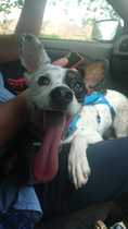 Show me your dogs