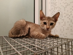 Is cat hoarding a thing?