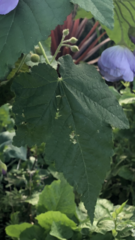 Can anyone help identify this plant please?