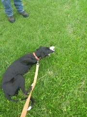 What breed is this puppy?
