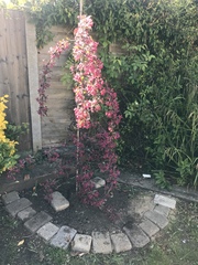 Is my crap Apple tree dying? Pics attached