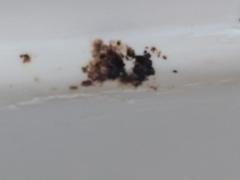 May our houses be uncluttered ...the Fledgling Fly thread.