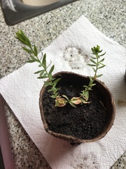 Plant (seedling) ID
