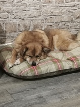 Show me your dogs